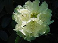 rhodo 4.JPG